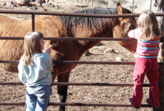 Understanding Animal Body Language